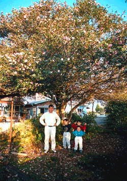 ����̎R����