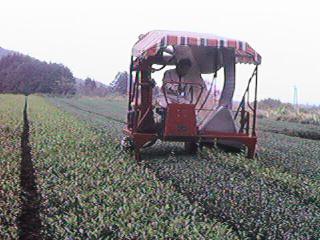 �H���}�̗l�q