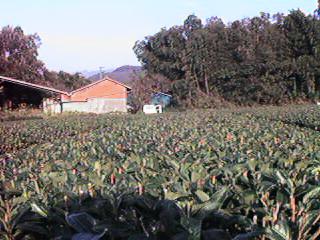 ���}��̓E�̖�