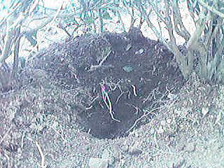 �C�m�V�V�̔�Q